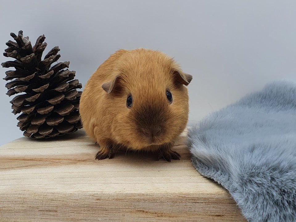 Langage corporel des cochons d'Inde