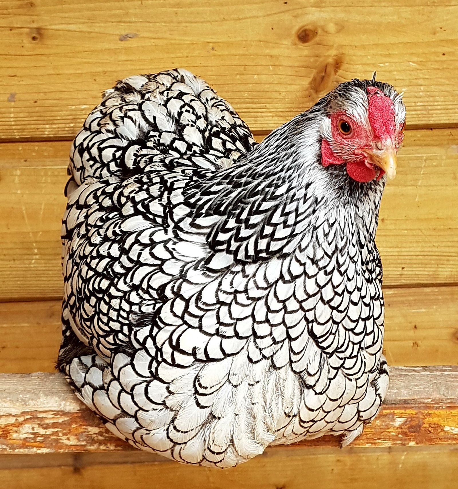 Poule Bantam
